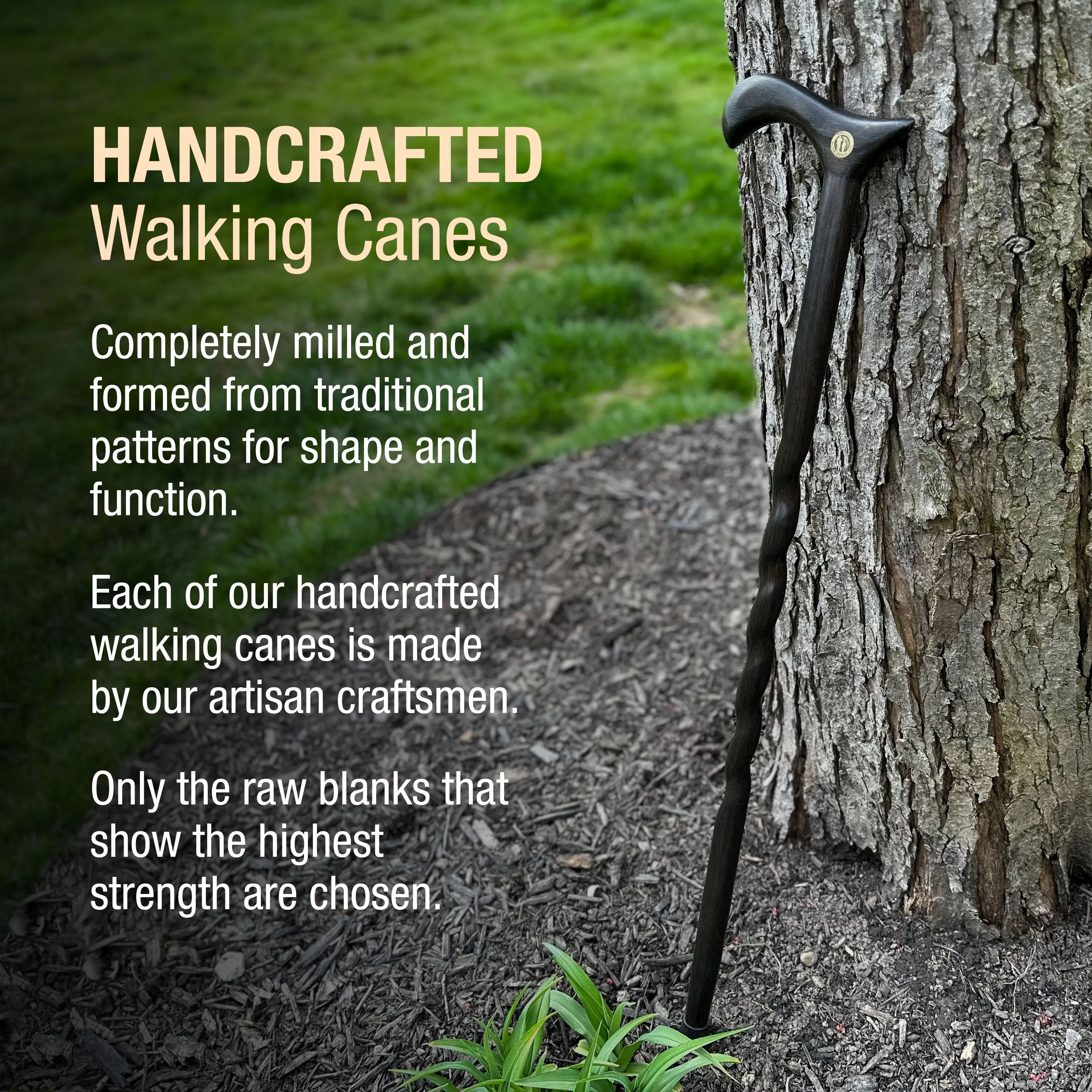 Twisted Oak Derby Handcrafted Walking Cane